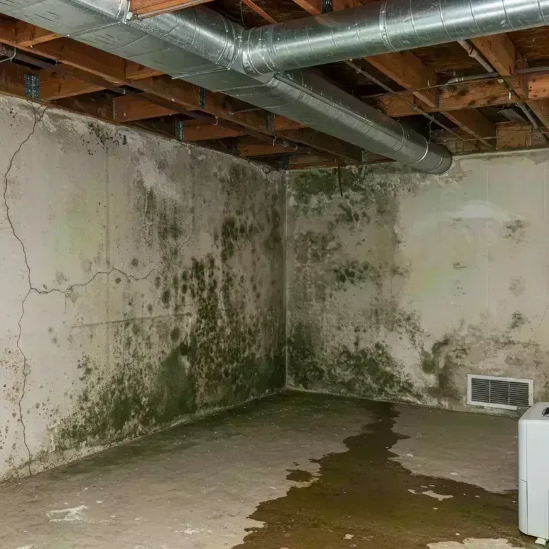 Professional Mold Removal in De Smet, SD